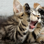Screaming Kitten, by GalgenTX