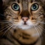 Kambi Unedited, by Jonathan Benson