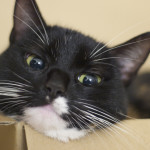 Thoughtful Cat, by Nicholas Smale